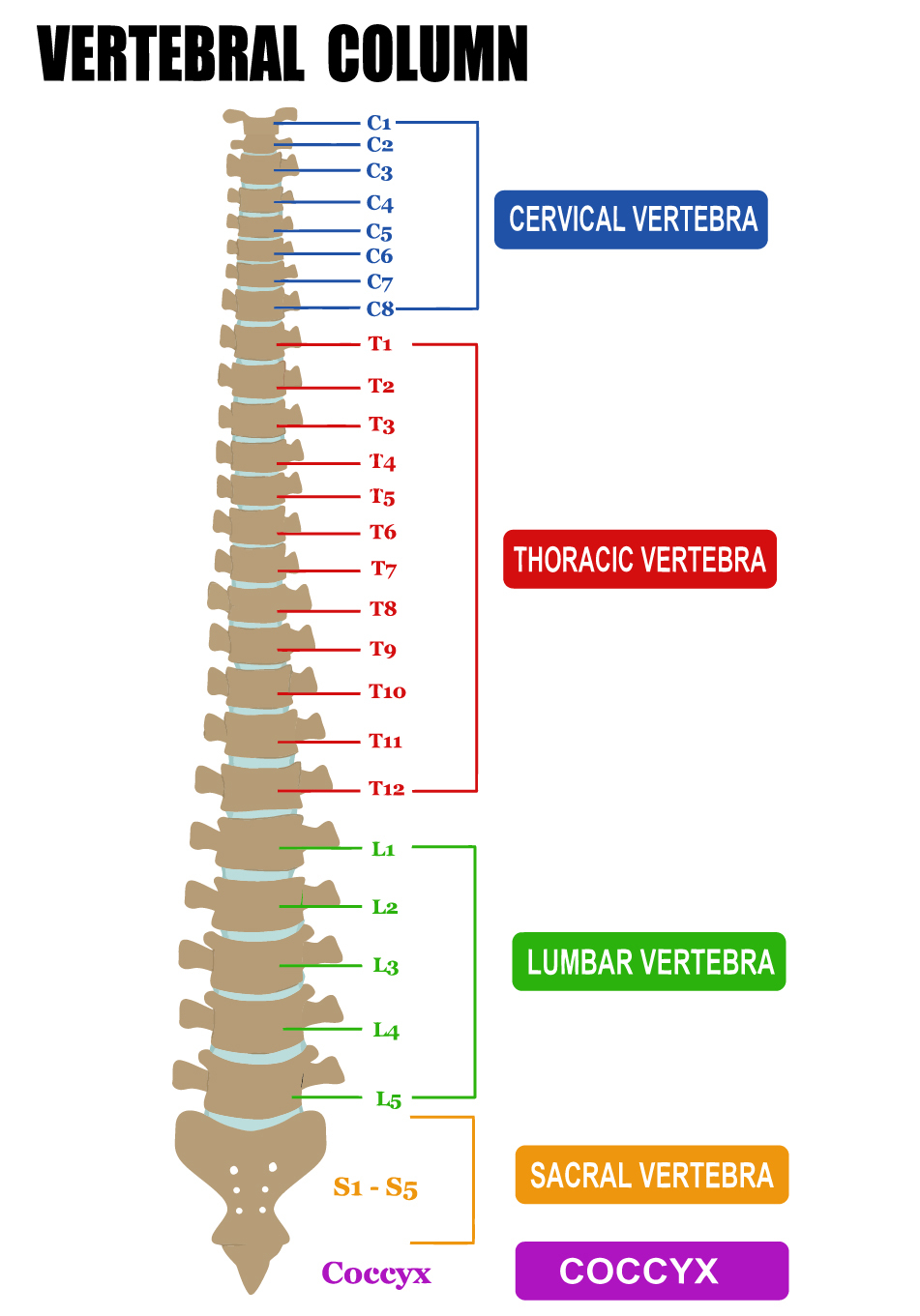 חוליות עמוד השדרה