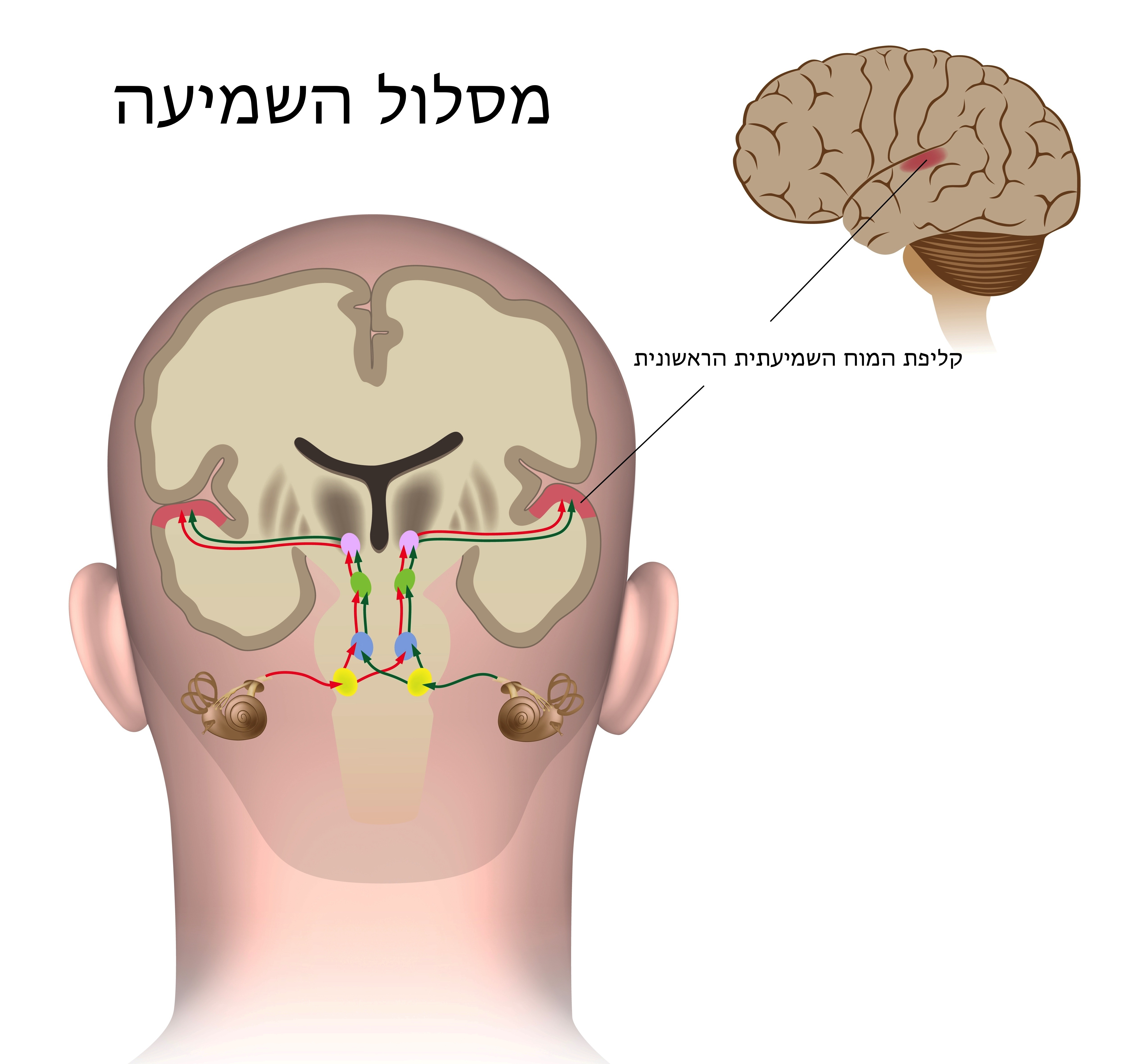 מסלול השמיעה