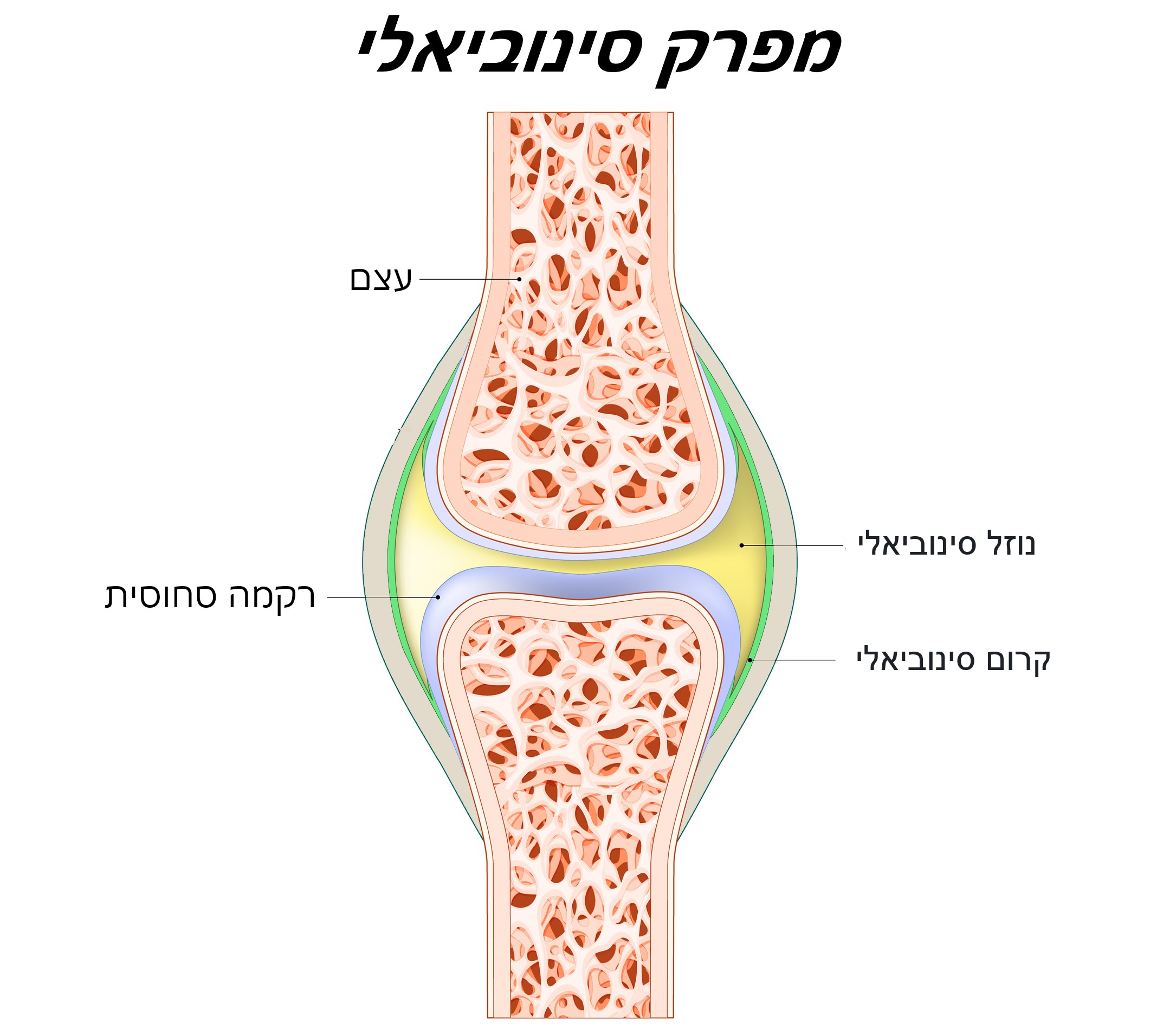 מפרק סינובאלי