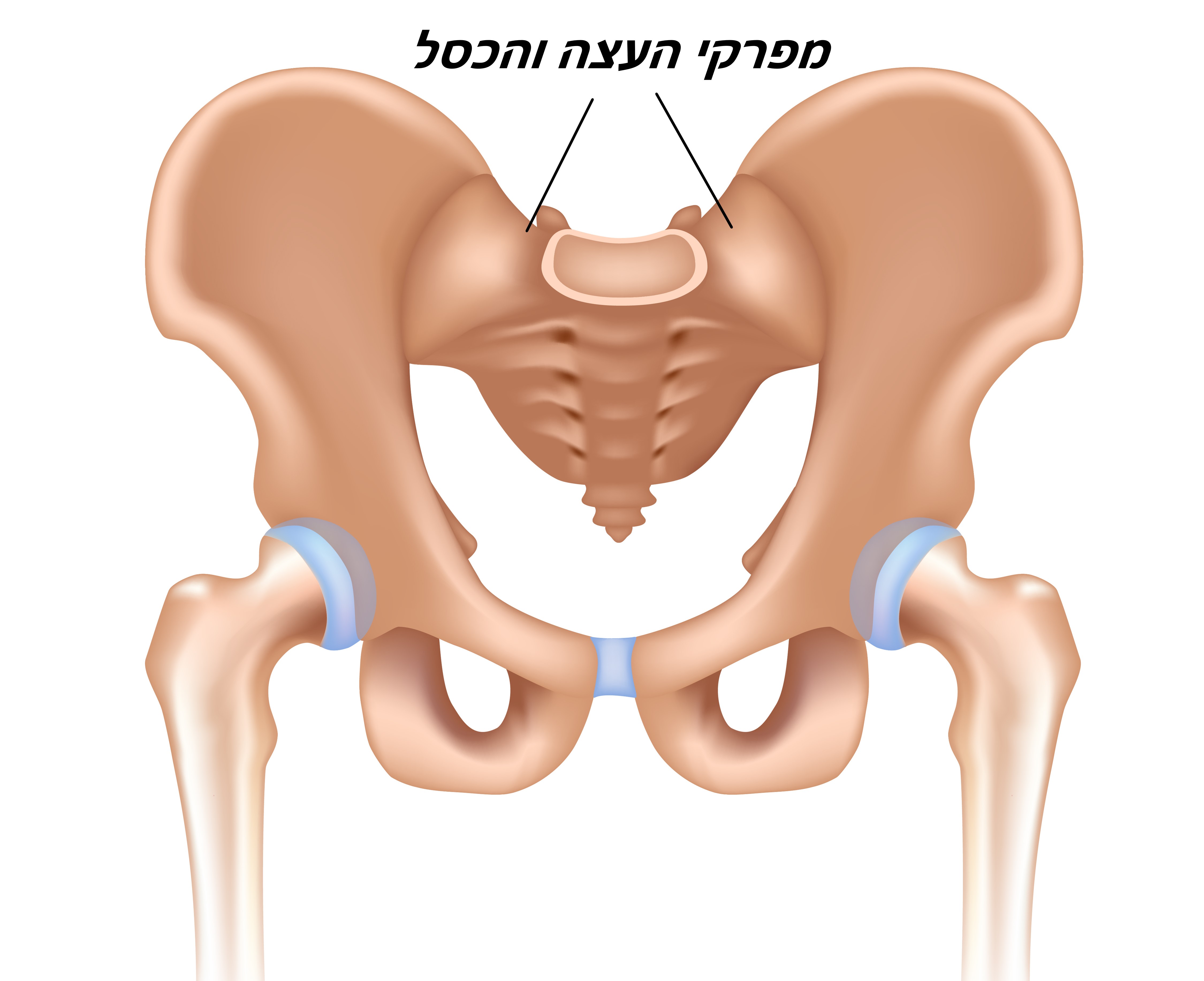 מפרקי העצה והכסל