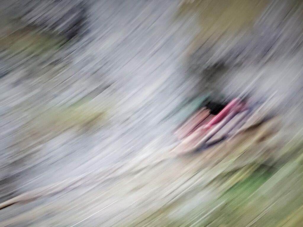 עוף גוזל