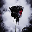 Rose-