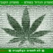 תנו חשיש לקשיש ושאכטה לסבתא