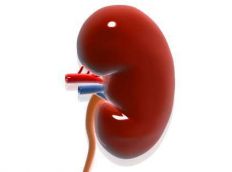 נפרופתיה של IgA (IgA nephropathy)