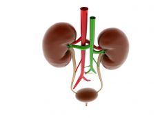 מחלת הכליות Membranous nephropathy