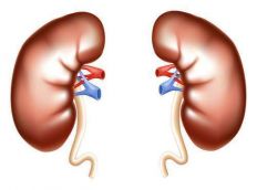 הטיפול במחלת הכליות FSGS