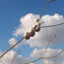סרקואידוזיס סרקואידוזיס