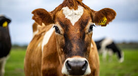 האם פרות מהונדסות יוכלו לשמש מקור לאינסולין לסוכרתיים? 