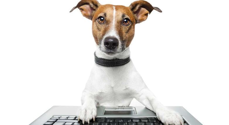 כלבים מביאים לשביעות רצון גבוהה יותר בקרב כלל העובדים (צילום: Shutterstock)