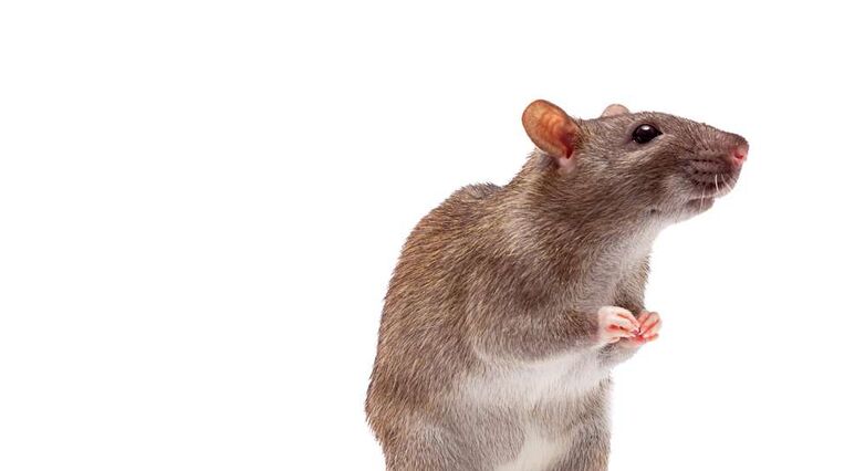 נדרשים עוד מחקרים בעכברים לפני שניתן יהיה לבצע ניסויים בבני אדם (צילום: Shutterstock)