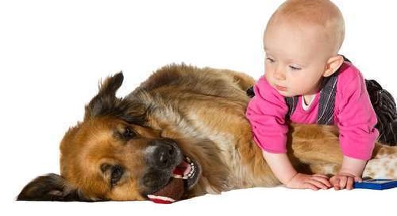 המגע המוקדם עם בעלי חיים עוזר לעצב את מערכת החיסון (צילום: Shutterstock)