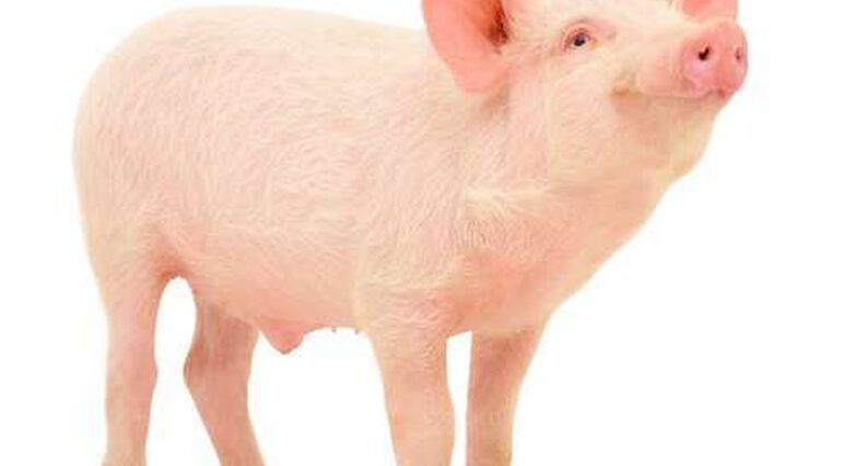 ביצי התולעים נאספות מצואת חזירים (צילום: Shutterstock)