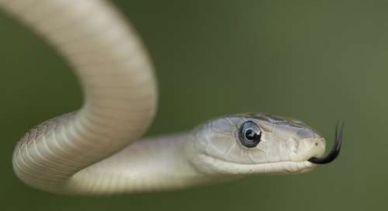 בין הרכיבים המותזים מניבי הנחש קיימים שני חלבונים שיכולים לחסום כאב (צילום: Shutterstock)