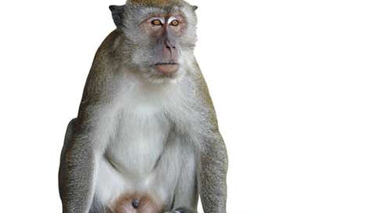 4 מתוך 5 הקופים העלו במשקל ומצב הצואה שלהם השתפר (צילום: Shutterstock)