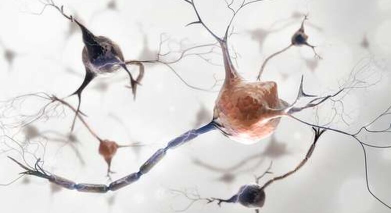 באנשים עם טרשת נפוצה תאי העצב קיימים, המטרה היא לעטוף אותם חזרה במיאלין (צילום: Shutterstock)