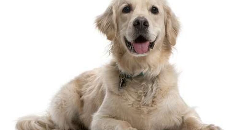 אנשים שאימצו כלב חוו ירידה בלחץ הדם (צילום: Shutterstock)