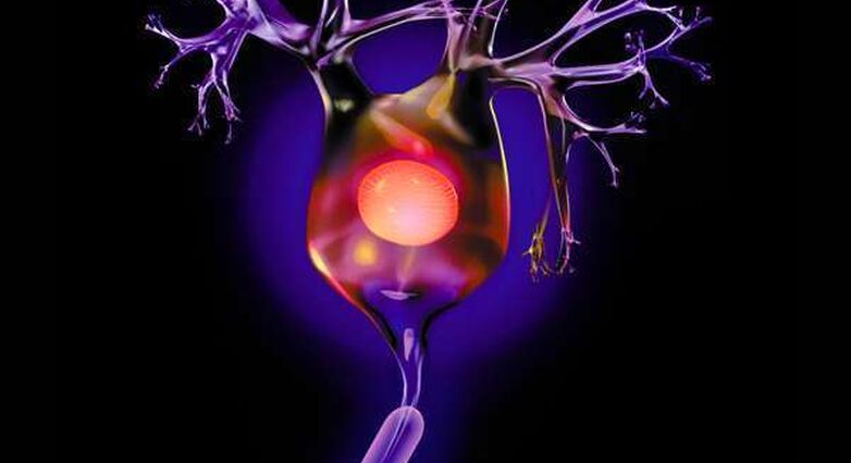 השתלת תאי גזע עצביים ביחד עם Valproic Acid הביאה לשיפור מוטורי בעכברים (צילום: PatherMedia)