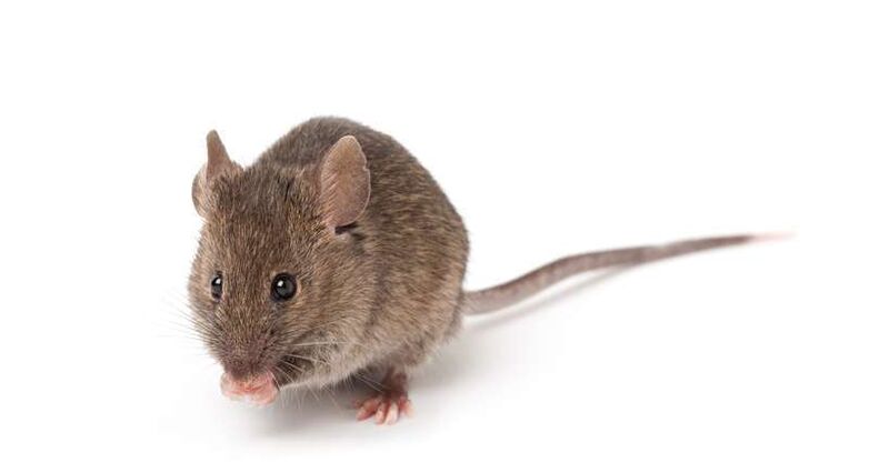 העכברים בהם הקולטנים לסרוטונין היו חסומים בכל הגוף פיתחו עמידות לאינסולין (צילום: panthermedia)