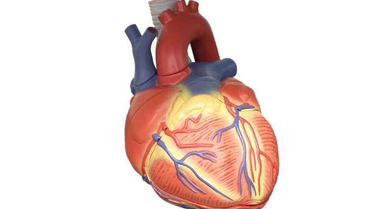 הרופאים מקווים שבשיטה החדשה הלב יחזיק מעמד לזמן ארוך יותר (צילום: panthermedia)