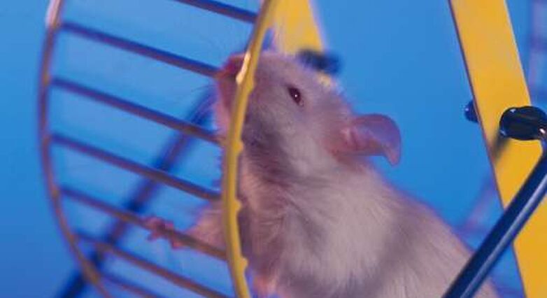תוצאות מעודדות מניסוי של תאי גזע בוגרים בעכברים (צילום PantherMedia)