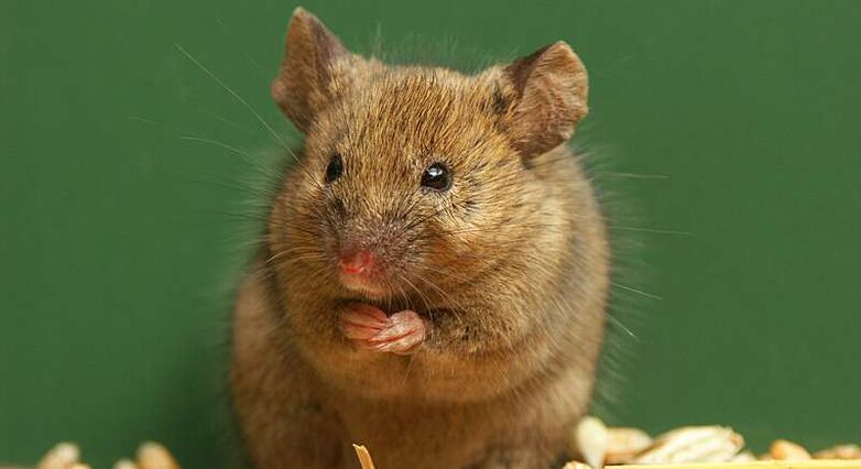 העכברים שרצו נותרו צעירים ובריאים עם פרווה מלאה וכהה ושרירים חזקים (צילום: panthermedia)