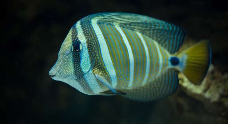 האם באמצעות דגים נמצא דרך לריפוי פגיעה בחוט השדרה? (צילום:PantherMedia)