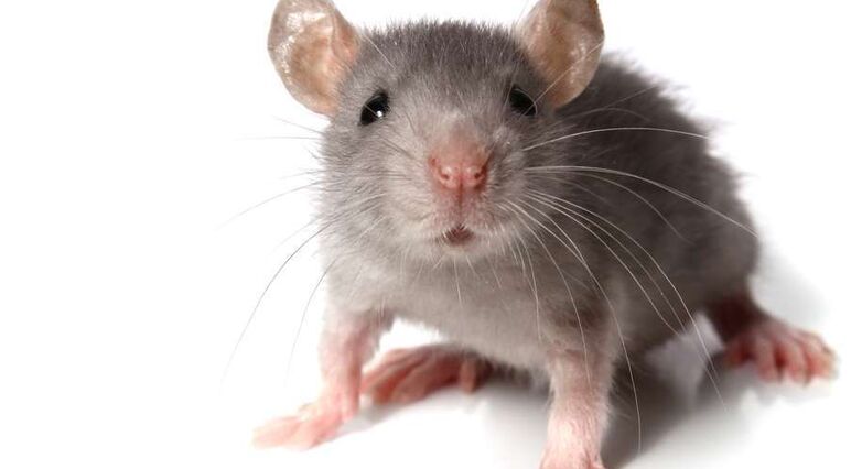 ייתכן שאם העכברים במחקר היו שמנים, התוצאות היו אחרות (צילום: Shutterstock)