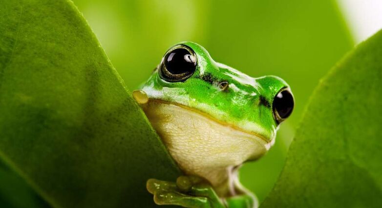 חלבון מהצפרדעים מדכא גדילת כלי דם, חלבון מהקרפדות מעורר את גדילתם (צילום: Shutterstock)