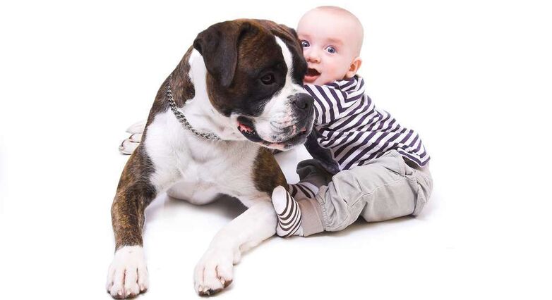 לגברים היה סיכון נמוך ב- 50% לפתח אלרגיה לכלבים אם הם חיו עם כלב בשנה הראשונה לחייהם (צילום: Shutterstock)