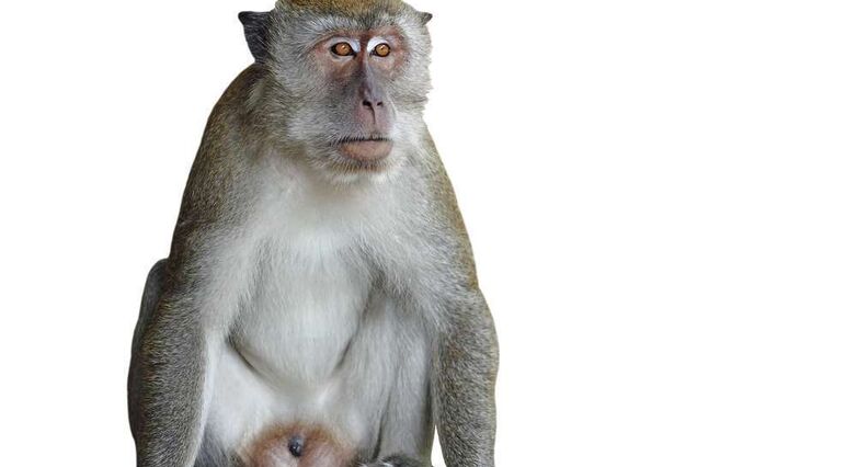  1%-3% מתוך יותר מ- 300 הקופים במרכז פיתחו את המחלה מידי שנה (צילום: Shutterstock)