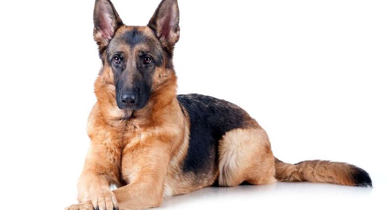 הכלבים הצליחו לזהות סרטן ריאות ב – 7 מתוך 10 חולים (צילום: Shutterstock)