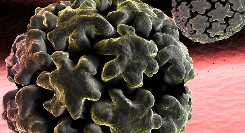 HPV, זיהום המועבר במגע מיני, נקשר למחלות לב (צילום: Shutterstock)