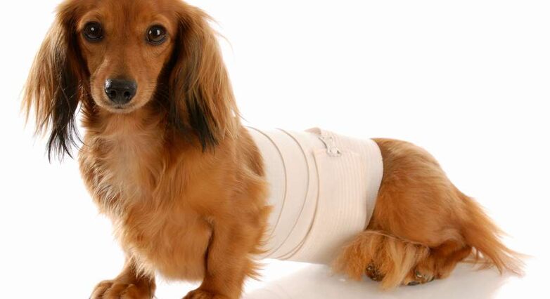 ממשיכים לחפש ריפוי לפגיעות חוט שדרה: הזרקת תרופה נסיונית לכלבים (צילום: Shutterstock)