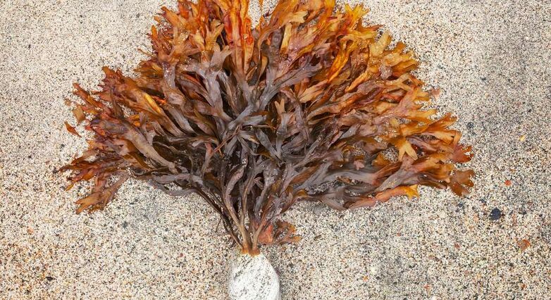 סיבים מאצות ים חומות מסייעים להרזיה (צילום: Shutterstock)