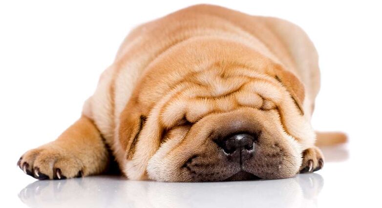 שהייה לצד כלב מפחיתה כאב וחרדה (צילום: Shutterstock)