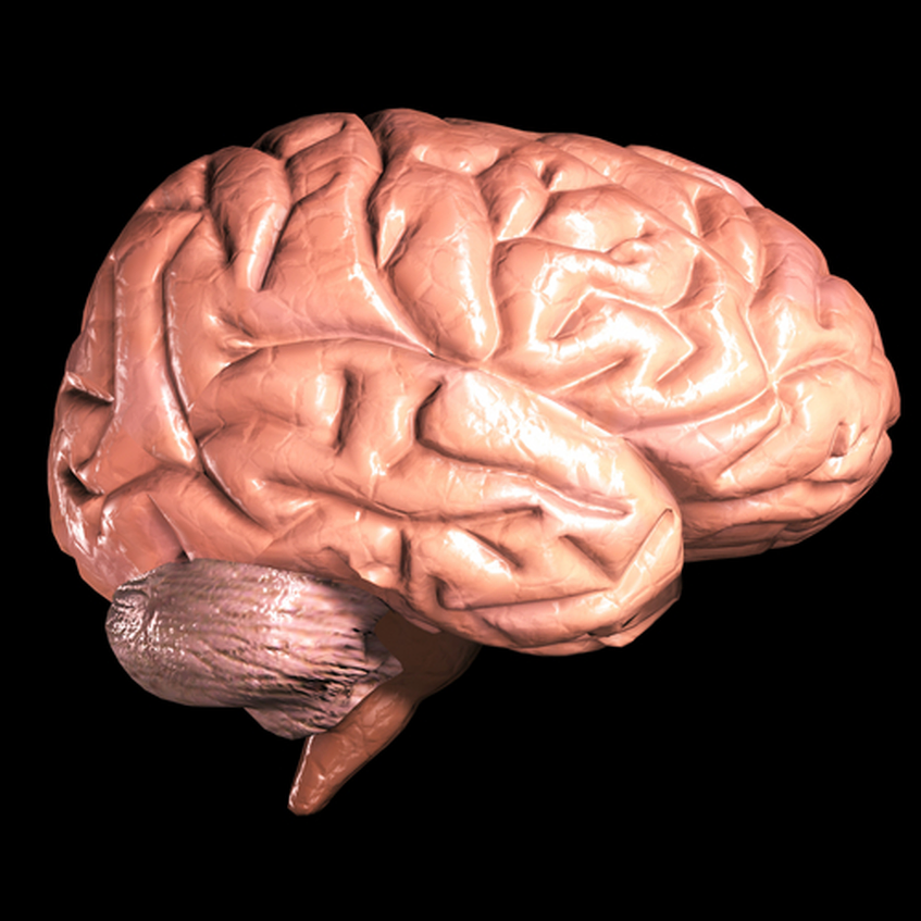 המוח דואג לעצמו גם על חשבון רקמות גוף אחרות