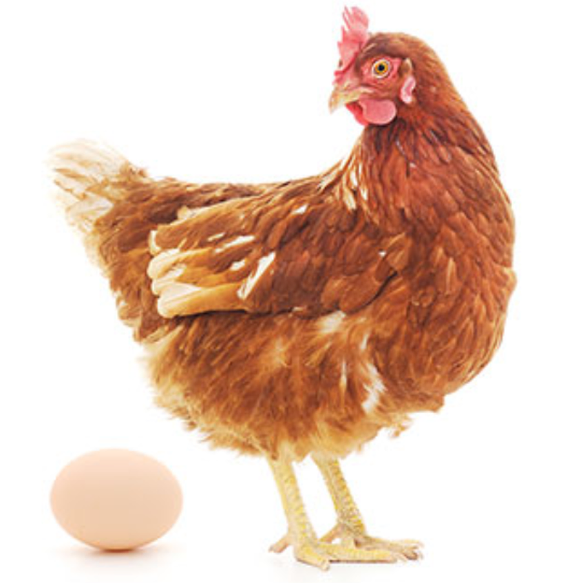 הפרעת קשב וריכוז - משל הביצה והתרנגולת 