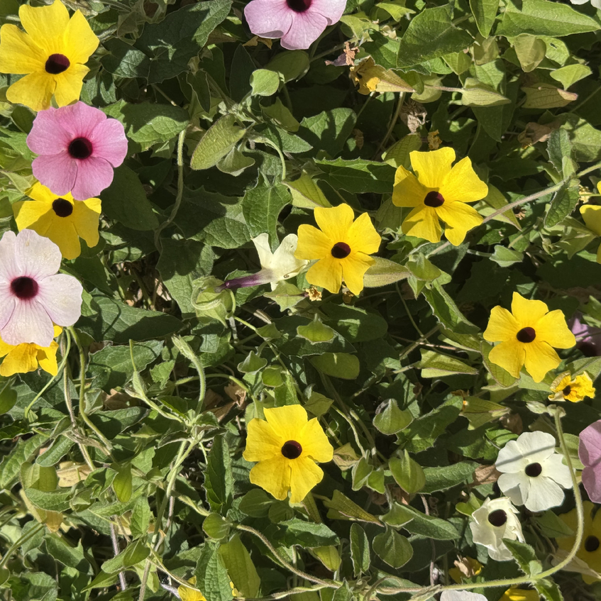 ההופעה הראשונה שלי ההופעה הראשונה שלי