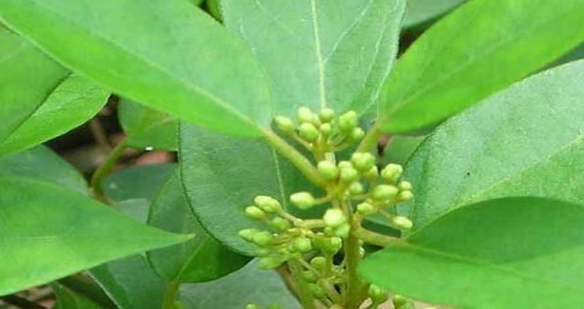 צמח ג'ימנמה לסוכרת סוג 1