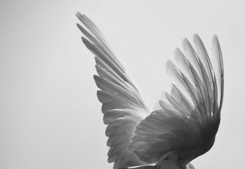 Broken Wings