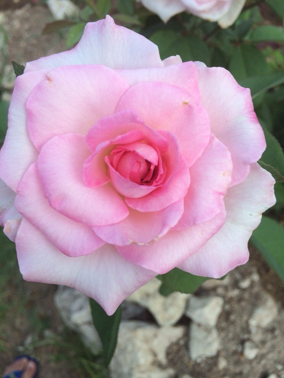 סימה0504