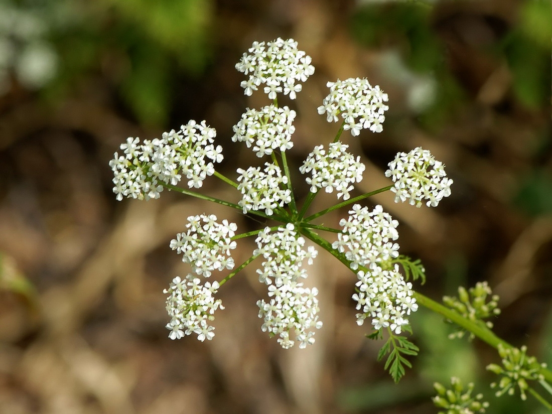 Hemlock