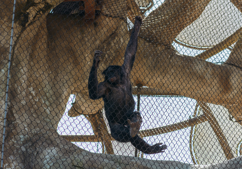 Hominidae