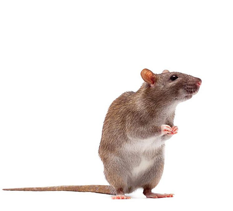 (צילום: Shutterstock)