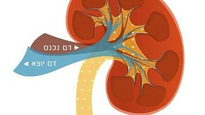 (צילום: Shutterstock)