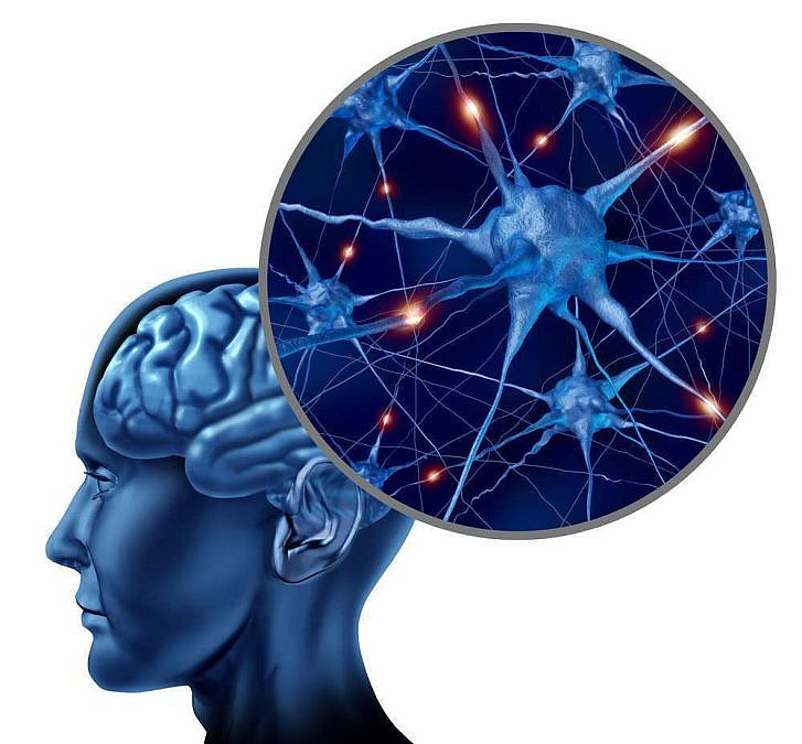 ממיינים תאי מוח (צילום: Shutterstock)