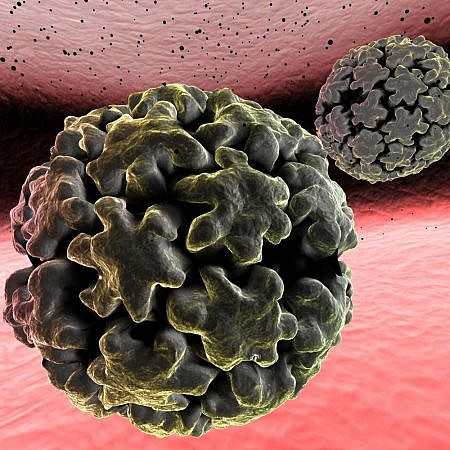 HPV, זיהום המועבר במגע מיני, נקשר למחלות לב (צילום: Shutterstock)