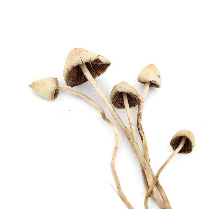 פטריות הזיה עלולות גם להיות מסוכנות (צילום: Shutterstock)