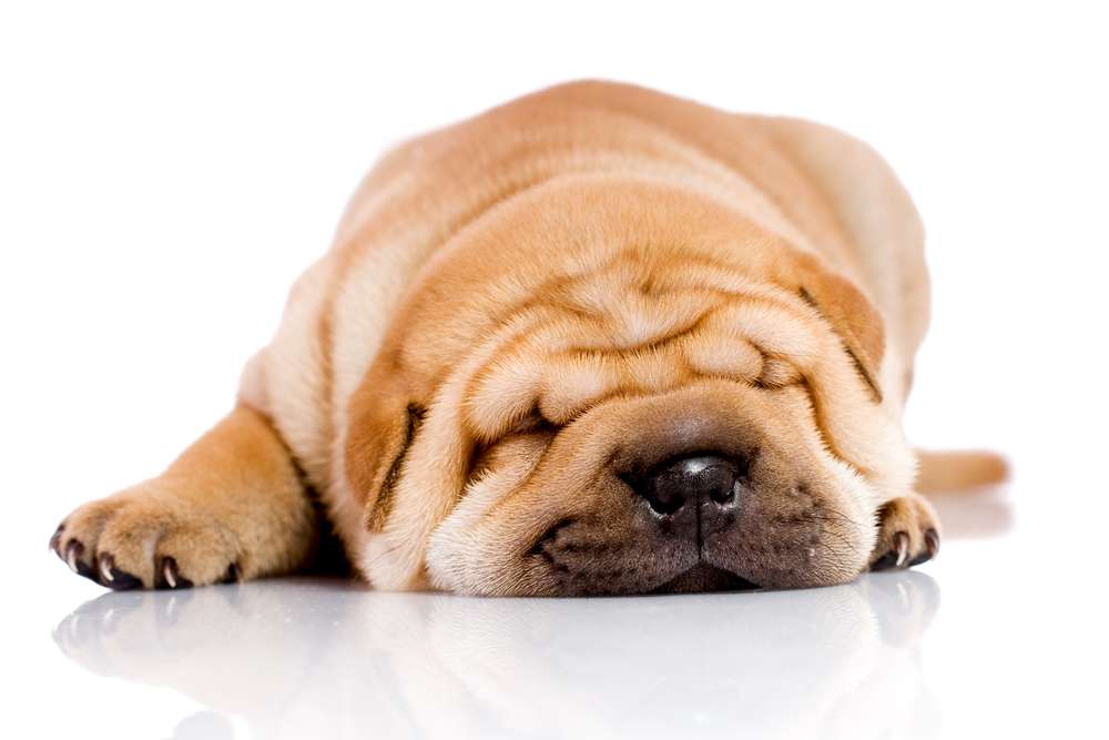 שהייה לצד כלב מפחיתה כאב וחרדה (צילום: Shutterstock)