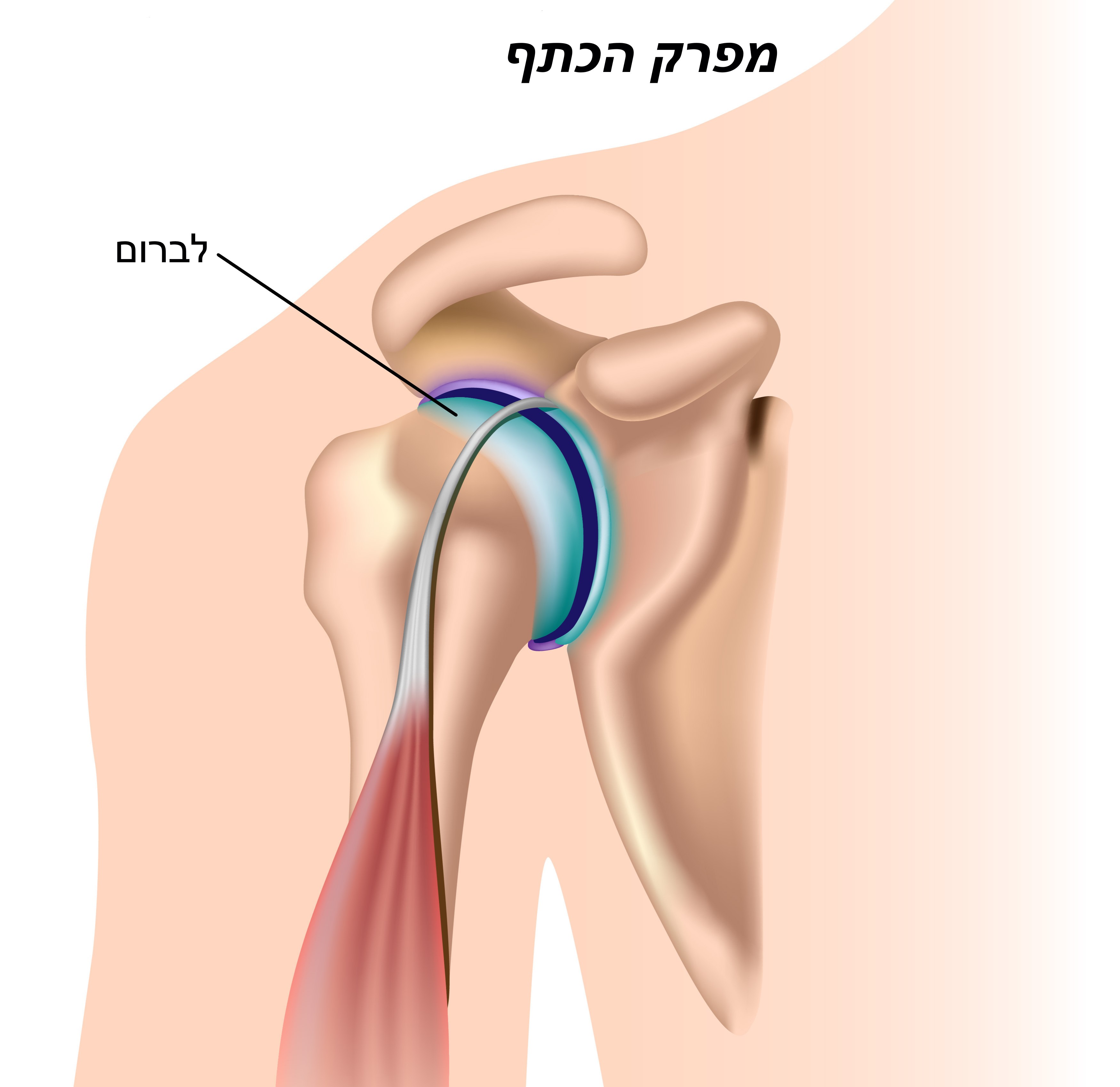 מפרק הכתף